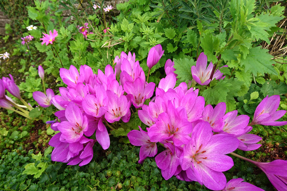 Цветущий безвременник, Colchicum autumnale 