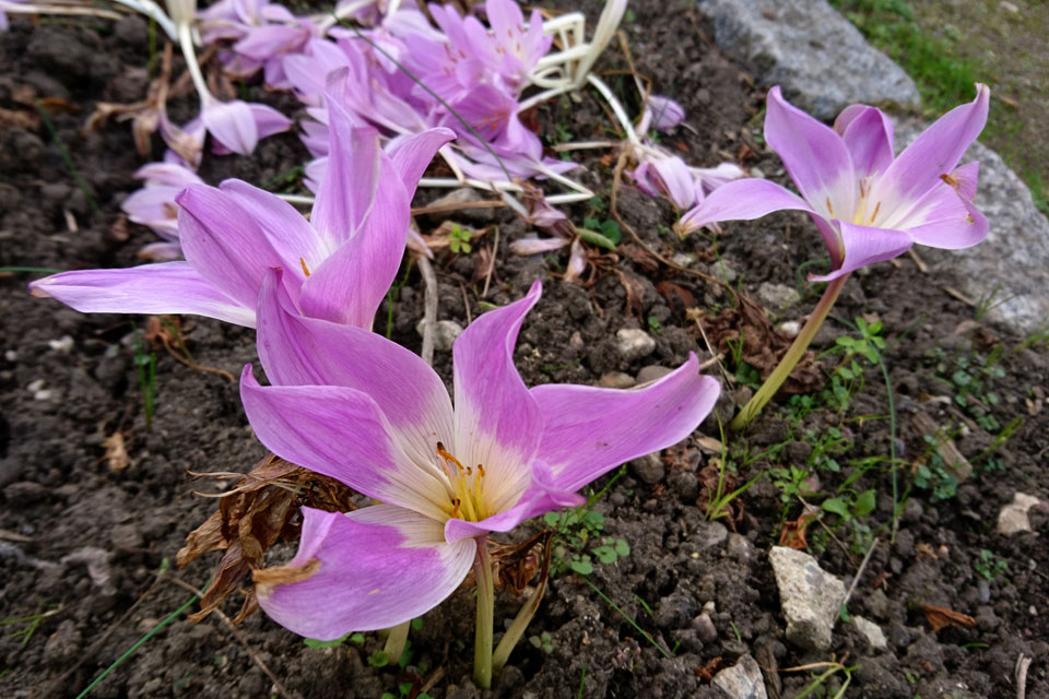 Безвременник осенний, Colchicum autumnale - садовая форма