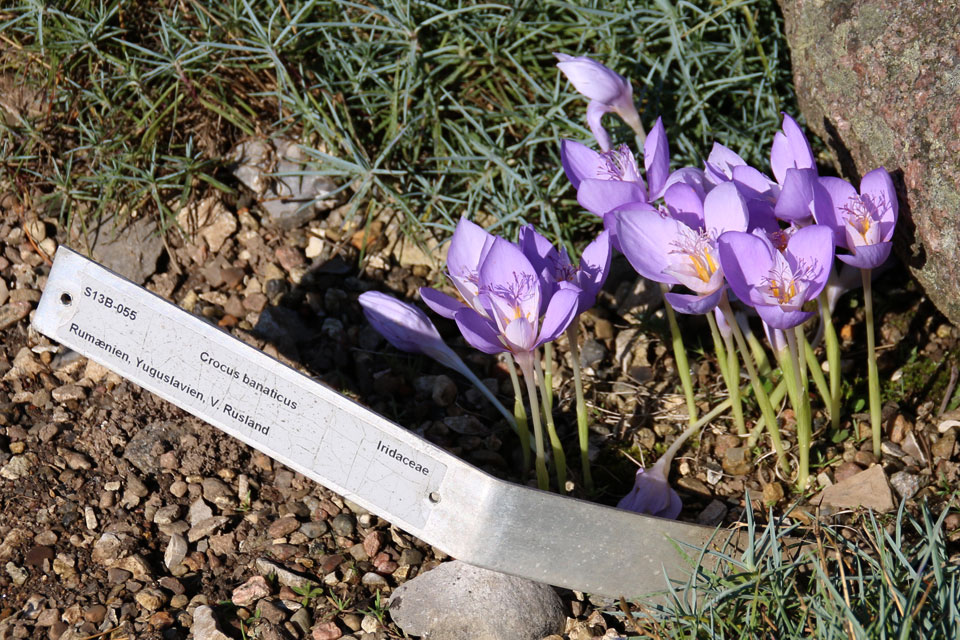 Шафран банатский, или Крокус банатский (Crocus banaticus) 