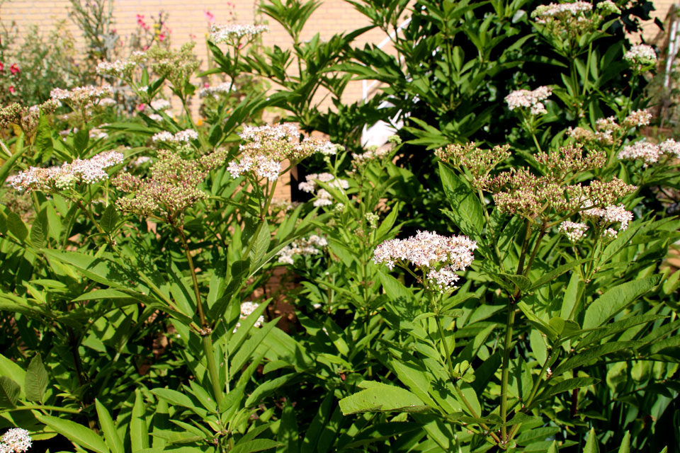 Sambucus ebulus - Бузина травянистая