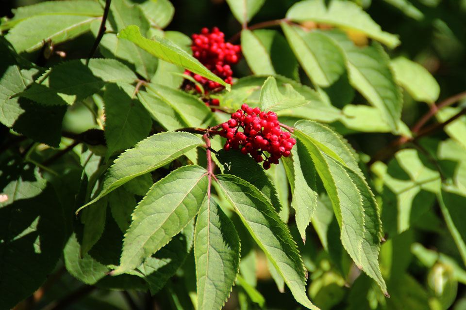 Бузина красная (Sambucus racemosa)