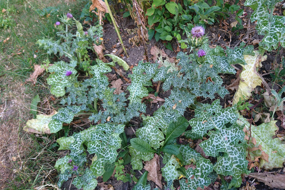 Расторопша пятнистая (Silybum marianum)