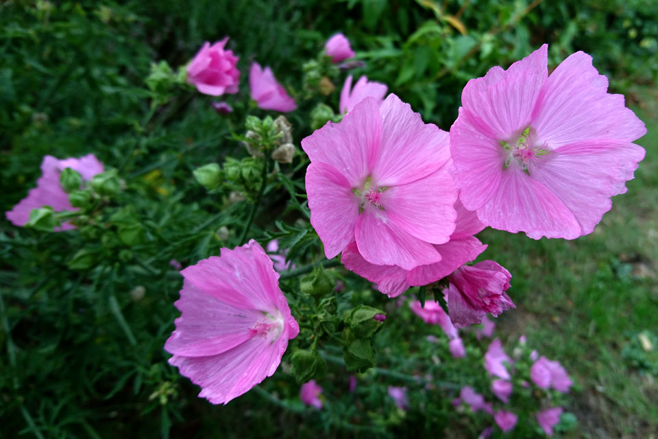 Мускусная мальва (лат. Malva moschata)