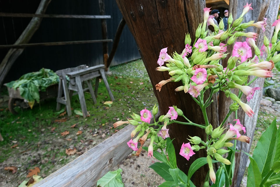 Цветущий табак виргинский (Nicotiana tabacum