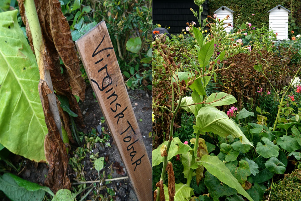 Табак виргинский или настоящий (Nicotiana tabacum)