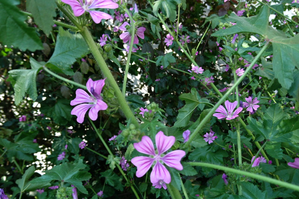 Цветы дикой мальвы (Malva sylvestris)