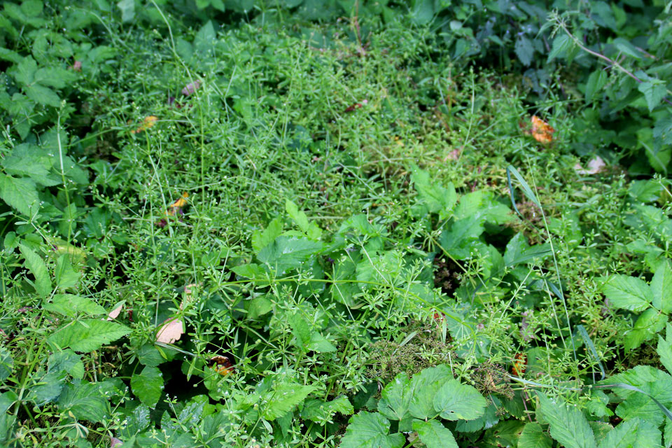 Подмаренник цепкий (Galium aparine)