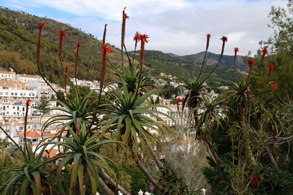 Алоэ древовидное (Aloe Arborescens)