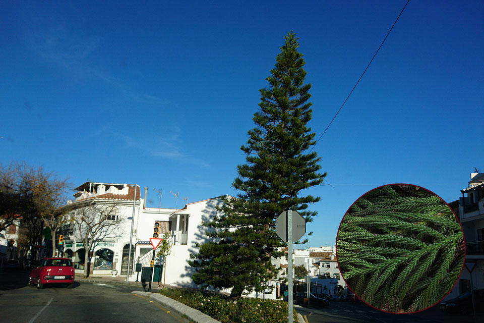 Араукария колонновидная (Araucaria columnaris)