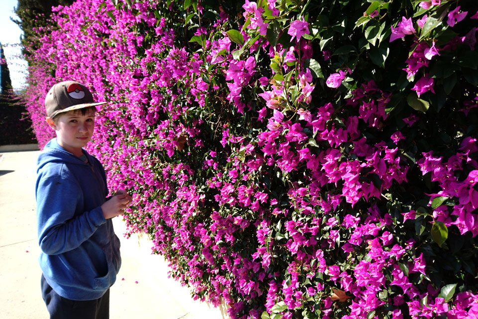 Ограда из цветущей бугенвиллии (Bougainvillea spectabilis)