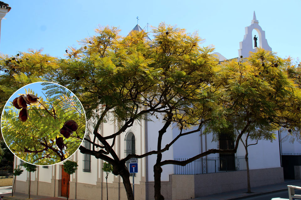 Жакаранда мимозолистная (Jacaranda mimosifolia) с плодами