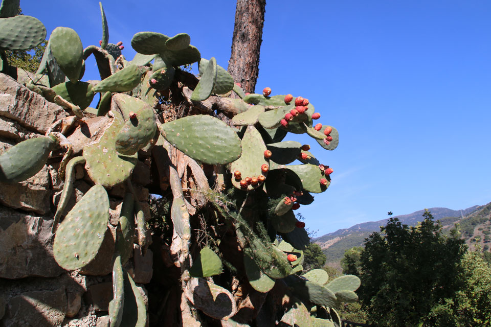 Опунция (Opuntia ficus-indica) с плодами