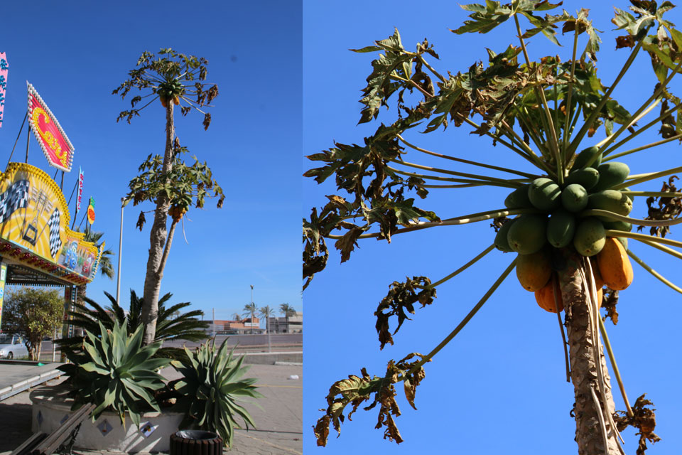 Папайя (Carica papaya) с плодами на побережье г. Фуэнхирола / Fuengirola