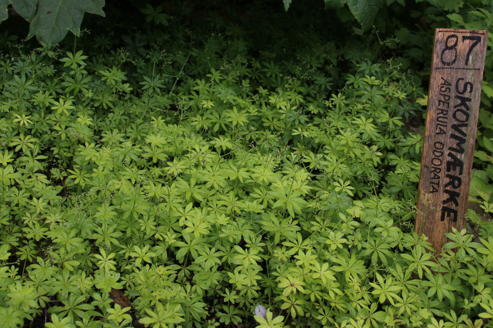 Подмаренник душистый (Galium odoratum) с семенами на аптекарских огородах