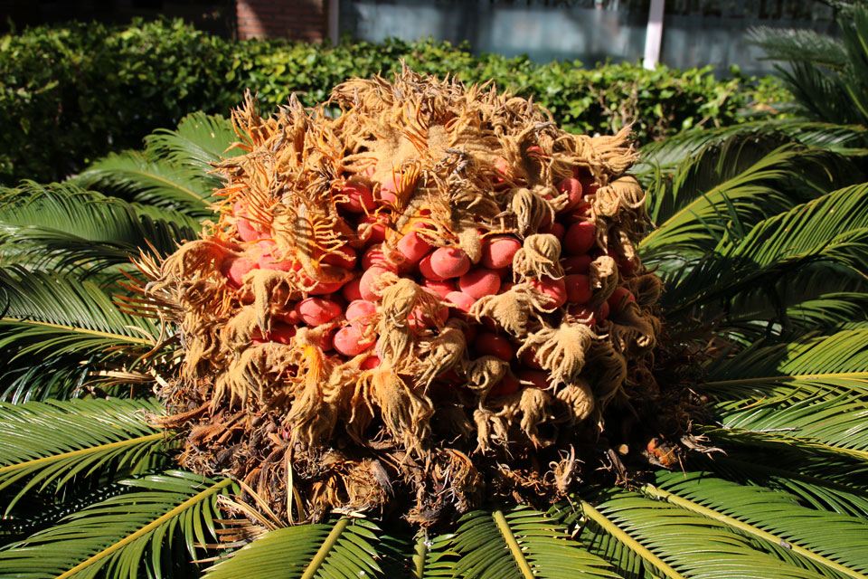 Саговник поникающий (Cycas revoluta) с плодами