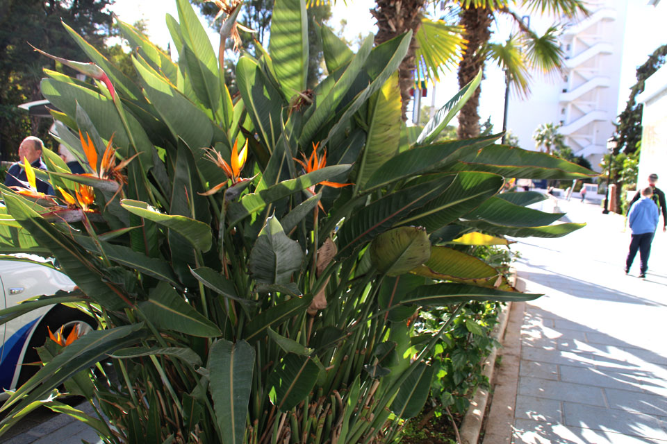 Стрелитция королевская Strelitzia reginae