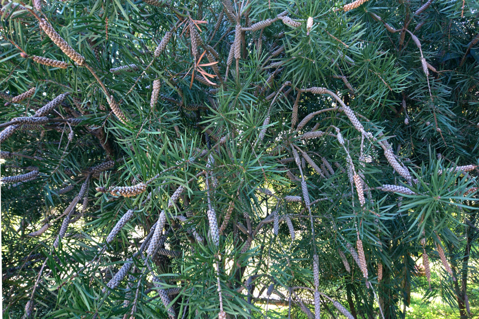 Каллистемон лимонный (Callistemon citrinus) с шишковидными плодами