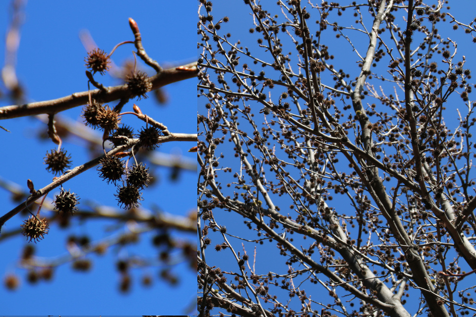 Ликвидамбар смолоносный, или амбровое дерево (дат. Virginsk ambratræ лат. Liquidambar styraciflua) с плодами. 