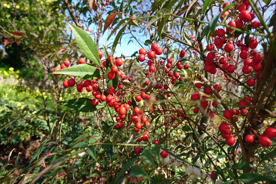 Нандина домашняя (дат. Himmelsk bambus, лат. Nandina domestica) с плодами в ботаническом саду Ла Консепсьон