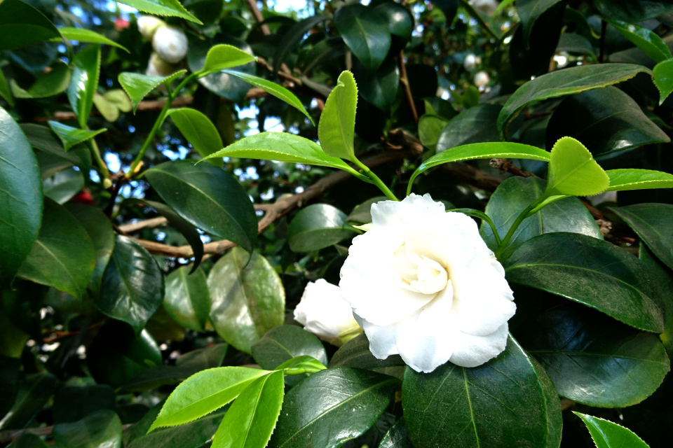 Camellia japonica ‘Justine Heurtin’