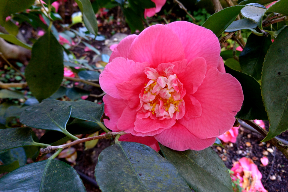 Camellia japonica ‘R.l. Wheeler’