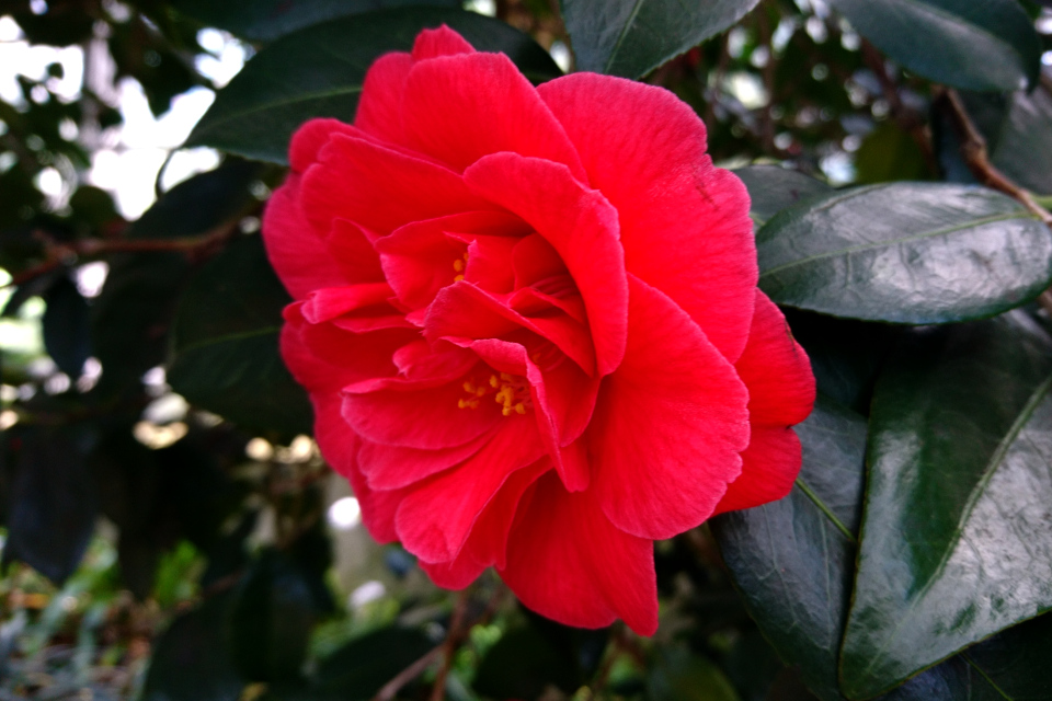 Camellia japonica 'Adolphe Audusson'