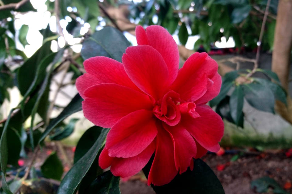 Camellia japonica ‘General Leclerc’