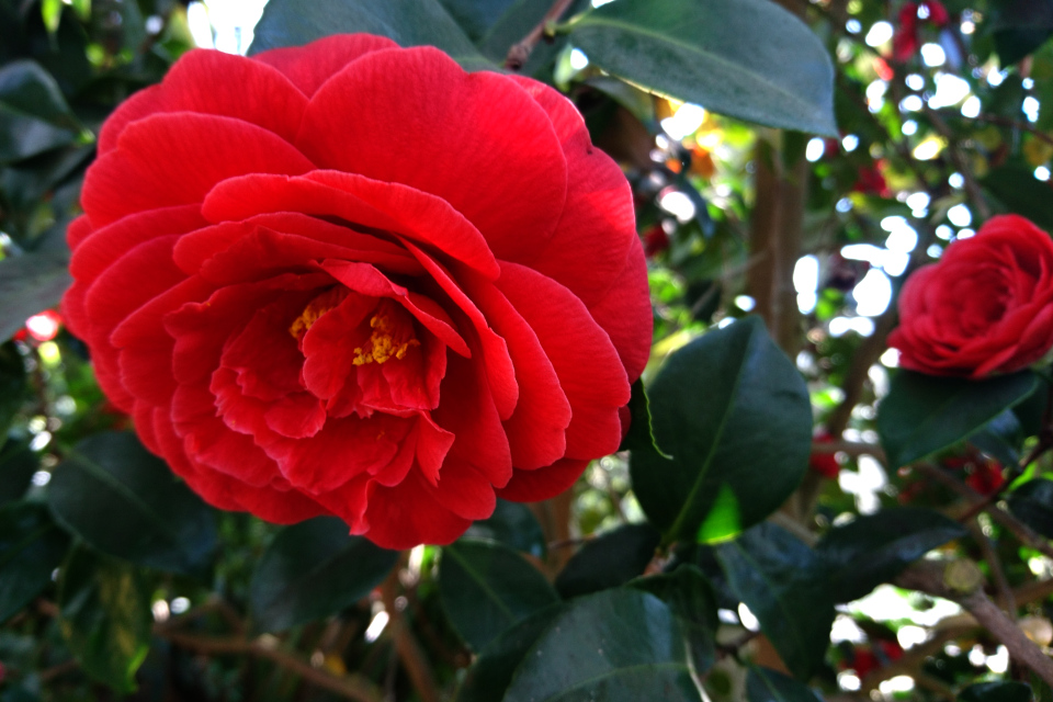 Camellia japonica ‘Imbricata Rubra’