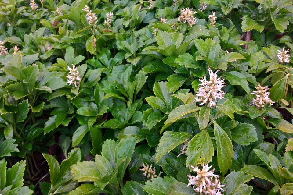 Цветущий ковер из пахизандры верхушечной (Pachysandra terminalis) 