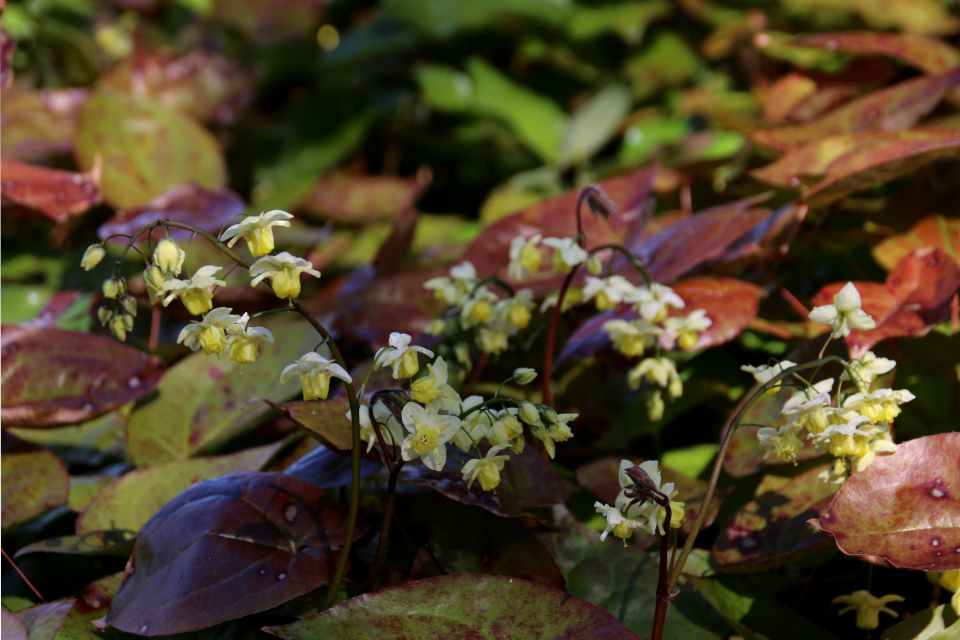 Горянка разноцветная (лат. Epimedium versicolor)