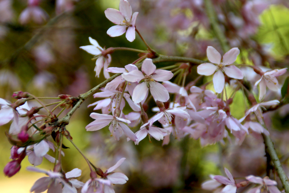 Цветы сакуры Prunus subhirtella сорт Yokohama