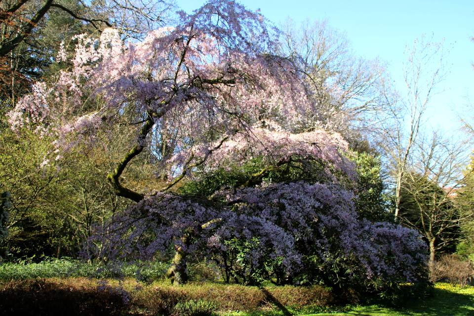 Сакура Prunus subhirtella сорт Yokohama с изящной кроной и обильным цветением