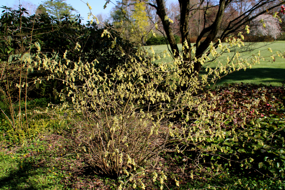 Цветущий куст Корилопсисс малоцветкового (Corylopsis pauciflora)