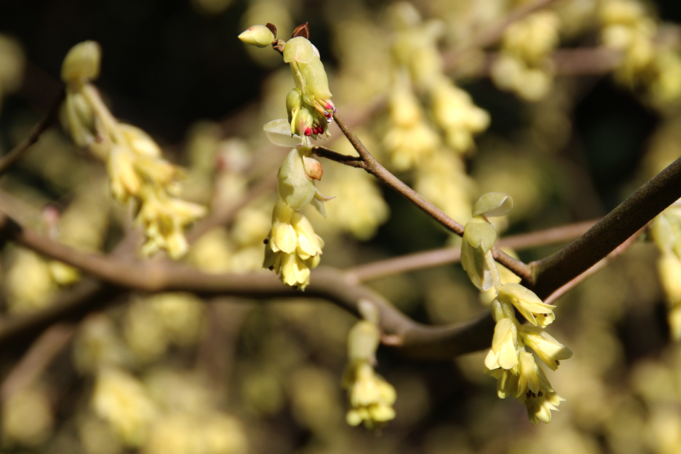 Цветы Корилопсиса малоцветкового (corylopsis pauciflora)