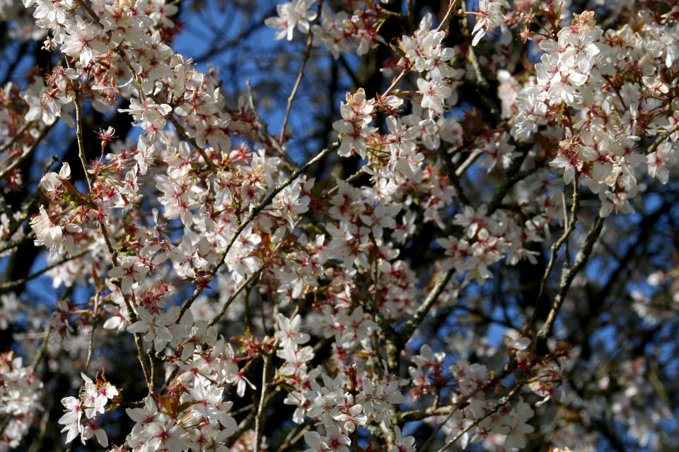 Цветы сакуры - "октябрьской вишни" prunus subhirtella Autumnalis.