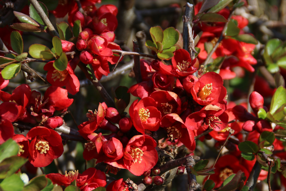 Цветы японской айвы, гибридный сорт Chaenomeles x superba 'Crimson and Gold