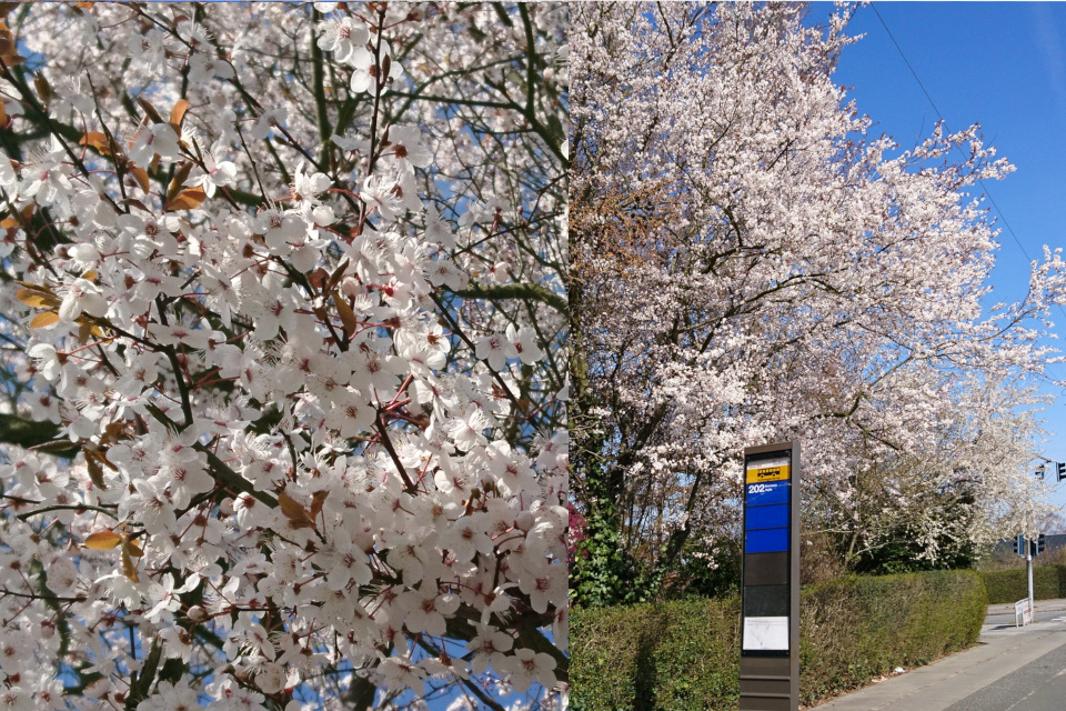 Обильноцветущая темнолистная алыча (Prunus cerasifera)