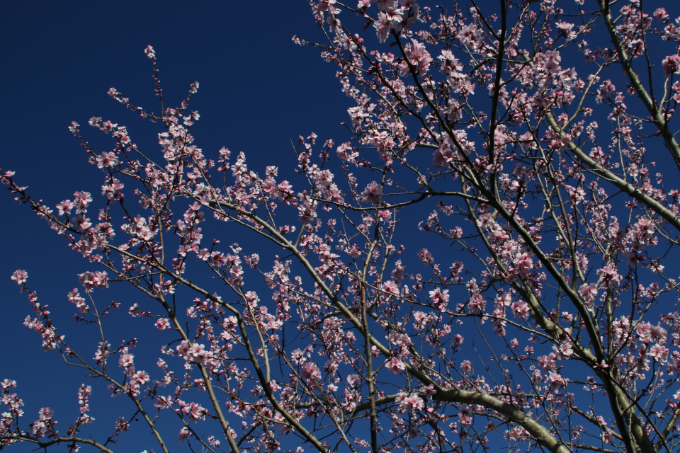 Миндаль в цвету (Prunus dulcis var. Fragilis) в палисаднике моего сада 