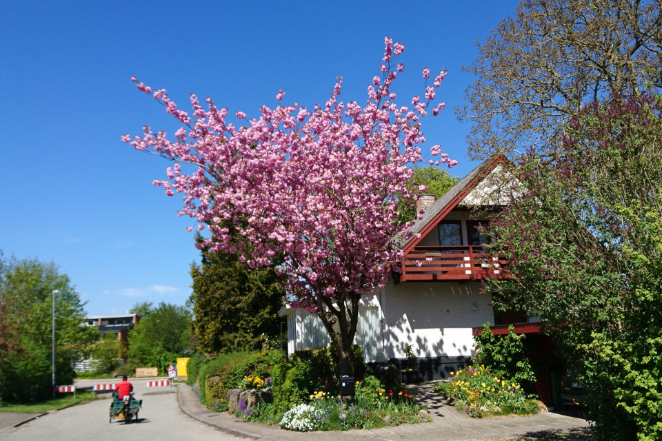 Японская вишня сорт Канзан (Prunus serrulata Kanzan)