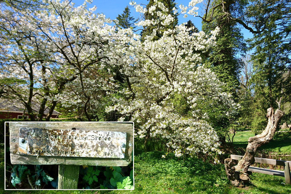 Вишня пильчатая сорт Сиротае (лат. Prunus serrulata Shirotae)