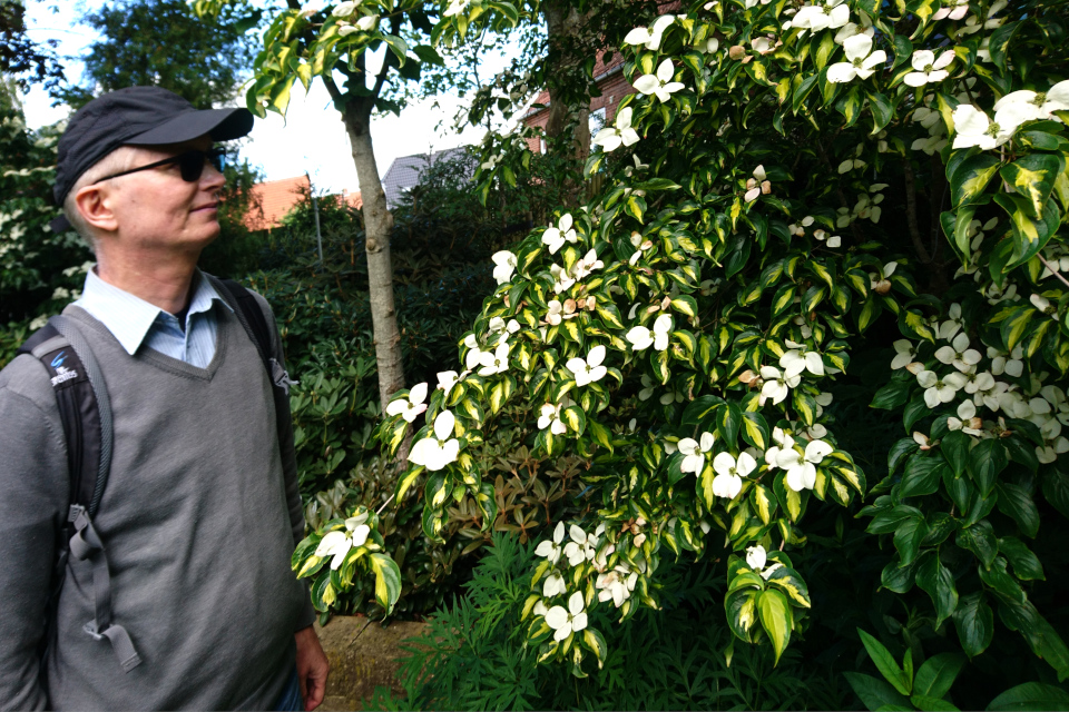 Дерен Коуза Cornus kousa ‘Gold Star