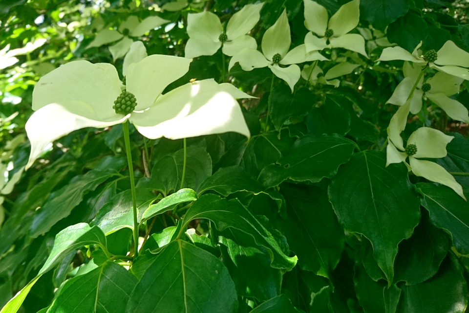 Дерен коуза Cornus kousa 'Milky Way'