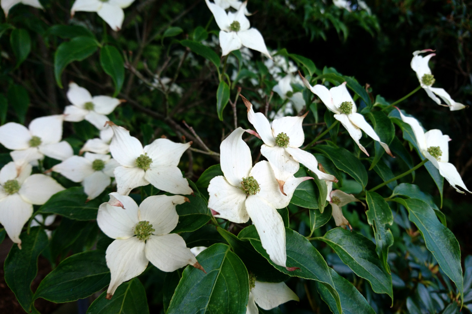 Дерен коуза Cornus kousa ‘Schmetterling’