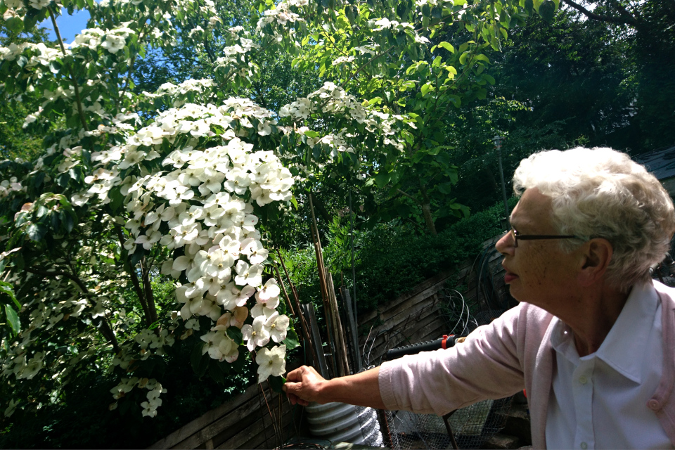 Дерен цветущий Cornus florida ‘Cherokee Princess’