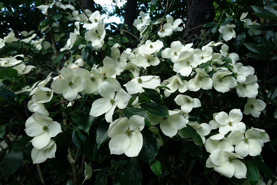 Дерен Коуза Cornus kousa Eddie's White Wonder