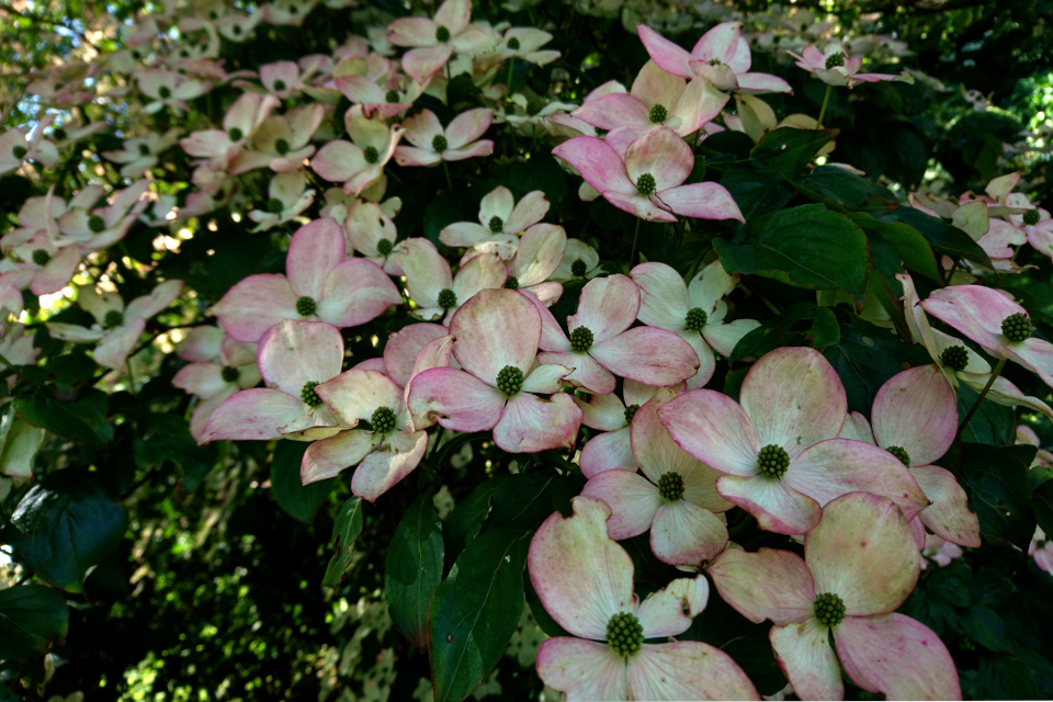 Дерен Коуза Cornus kousa ‘Satomi’