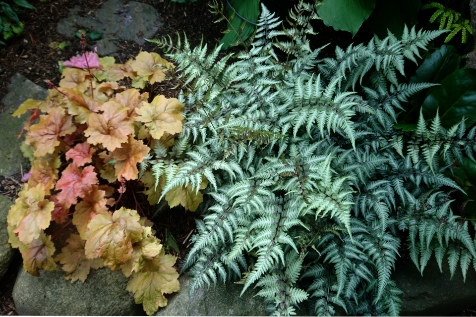 Кочедыжник (Athyrium goeringianum pictum) Гейхера Крем Брюле (Heuchera creme brulee)