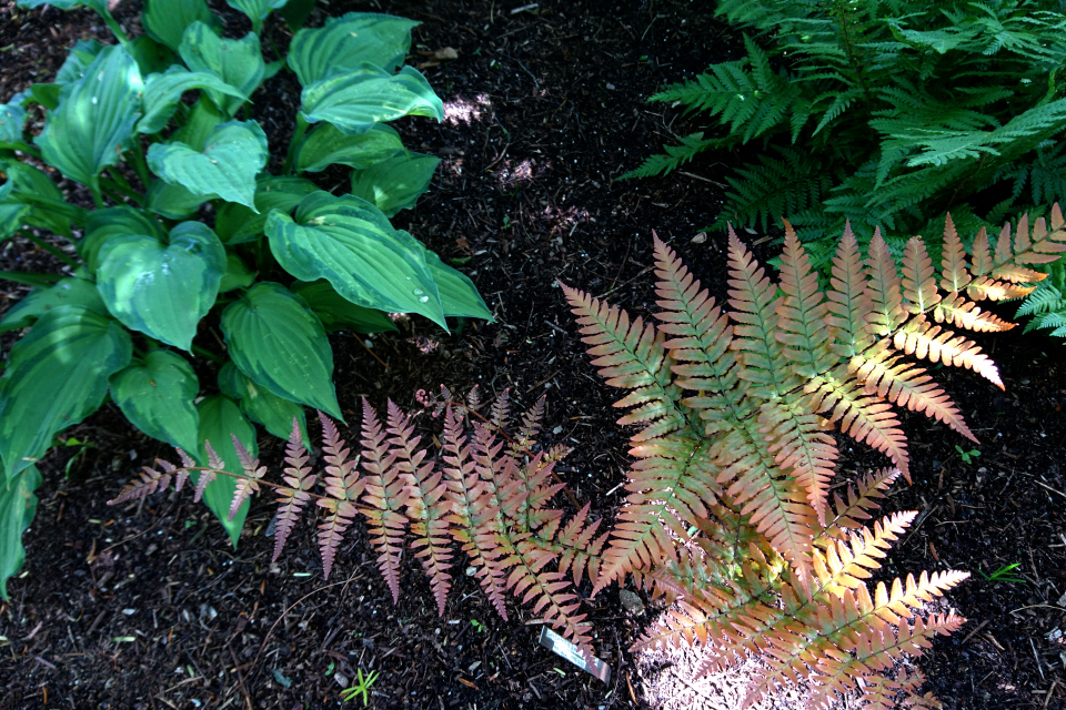 Щитовник красносорусовый (Dryopteris erythrosora)