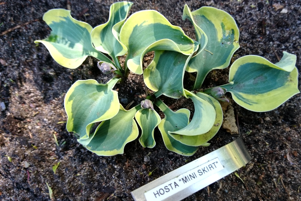 Хоста (Hosta ‘Mini skirt’)