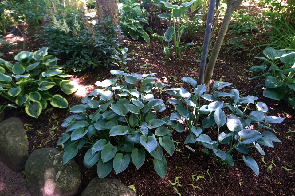 Хоста (Hosta ‘Blue Mammoth’)